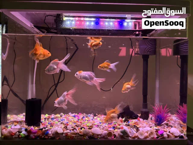 Aquarium with fishes