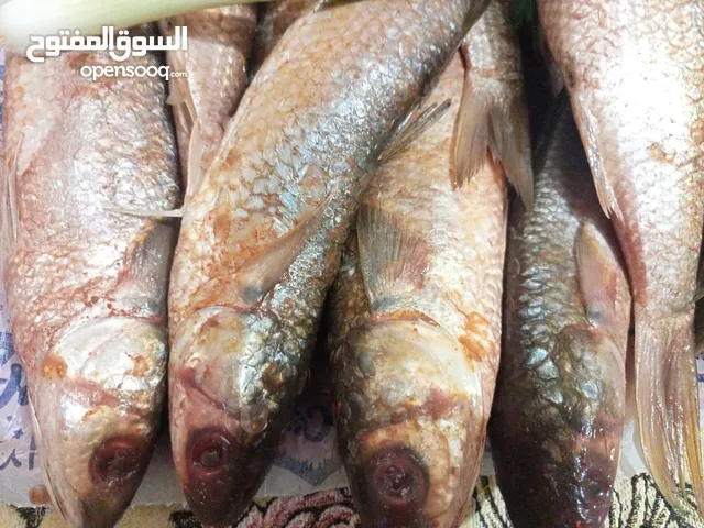 فسيخ بلدي مضمون 100% – طازج ومجهز في البيت بكل نظافة طعمه حكاية، ونظافته مفيهاش كلام!