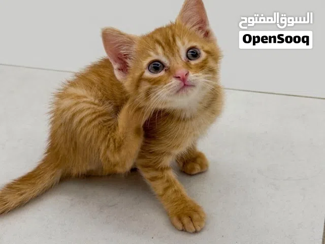 قطة شيرازي جميله