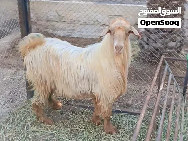 تيس من حلال الجواميد