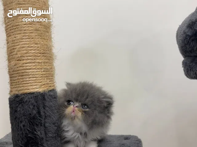 انثى بيكي فيس