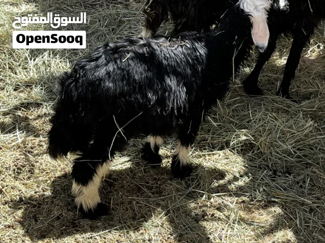 كبش نجدي وتيس  للبيع...