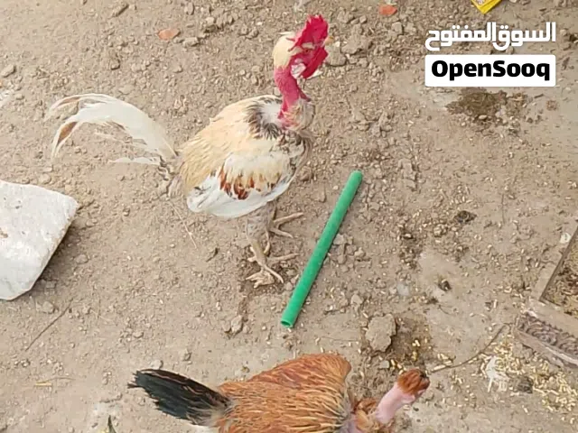 دجاج للبيع