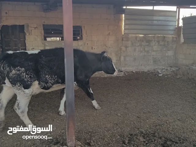 يوجد بقر ضحايا