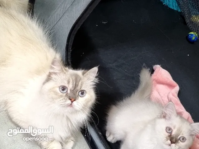 قطتين للبيع