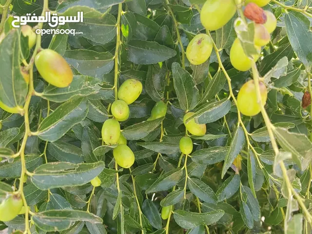 اشجار مثمره