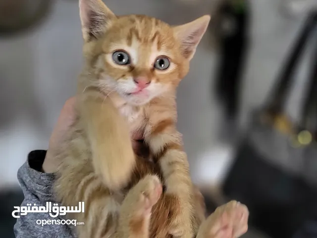 قطط بلدي تبني
