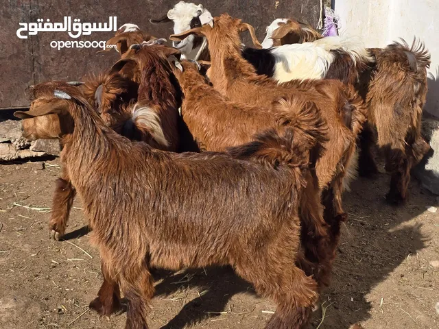جدايا جباليات من حلال جبل الشرق سمان ونظاف السعر 62 ف الرأس بالجمله وتنقي ع 68