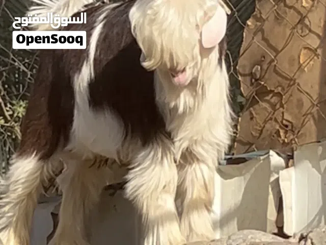 جدي رحبي اصل فاخر