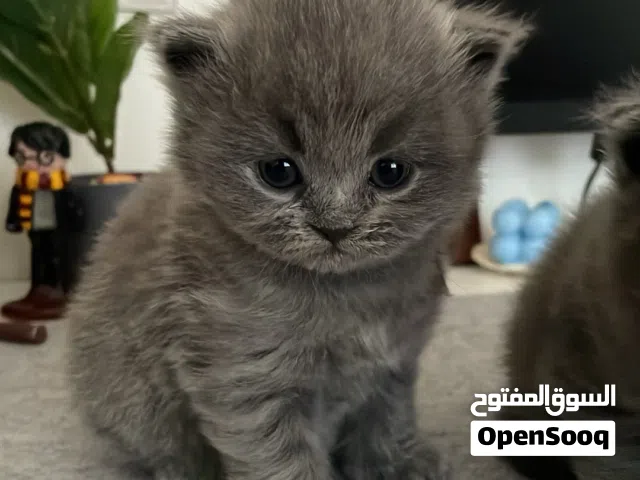 قطط شيرازيات  انثى وذكر عمر شهر ونص للبيع