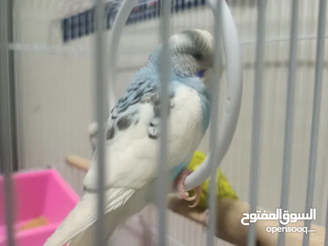 Male budgie for sale in dammam