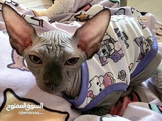 Sphynx Cat  3 months old