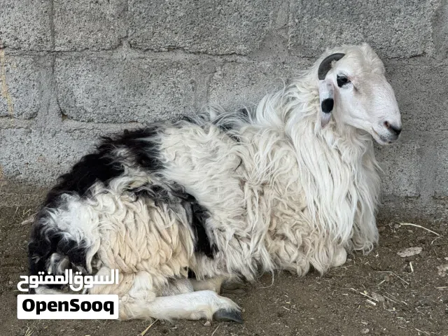 كبش سمين العمر سنتين  تريده انتاج او لحم