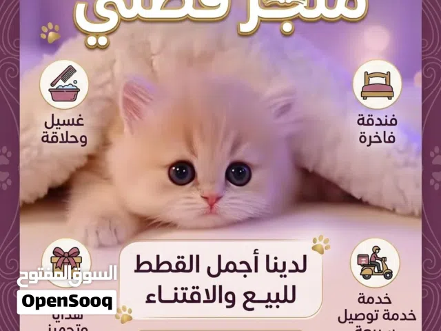 متوفر قطط صغيره وكبيره مع كل مستلزماتهم