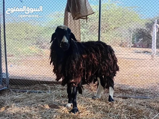 كبش تهجين نجدي للبيع