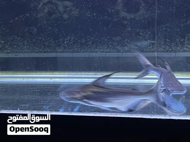 قرش فرعوني الحجم 35 سانتيم الصحه فول الحجم ما شاء الله