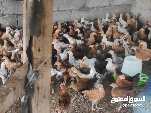 السلام عليكم للبيع دجاج عماني فرنسي عمر شهرين وزود ع 850 بيسه