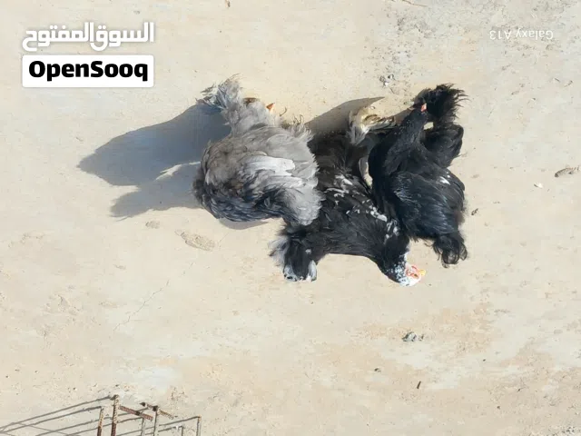 بيع دجاج برهمي العملاق مشاء الله العداد ثلاثه عتوقتين وفروج بادن الله المكان ترهونه جهة القصيعه