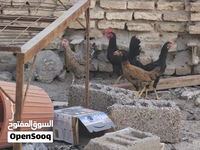 سلام عليكم البيع دجاج عرب العدد 4  وحده جبيره بياضه والباقي فروجات ثنين ديوجه وحده دجاجه العمر 5 أشه