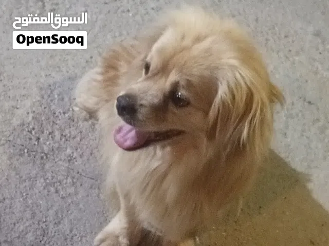 كلب بيت اليف نضافة فول