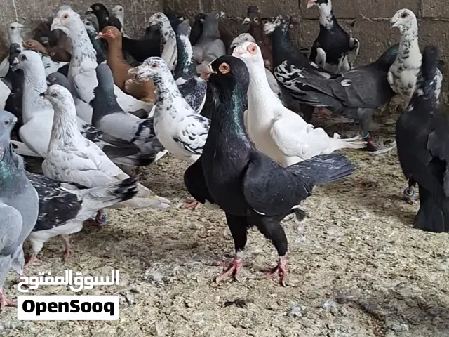كوم حمام العدد 230 حبه بسعر مناسب الحبه ع 3 كوم كامل والقطع كل شي بسعرو