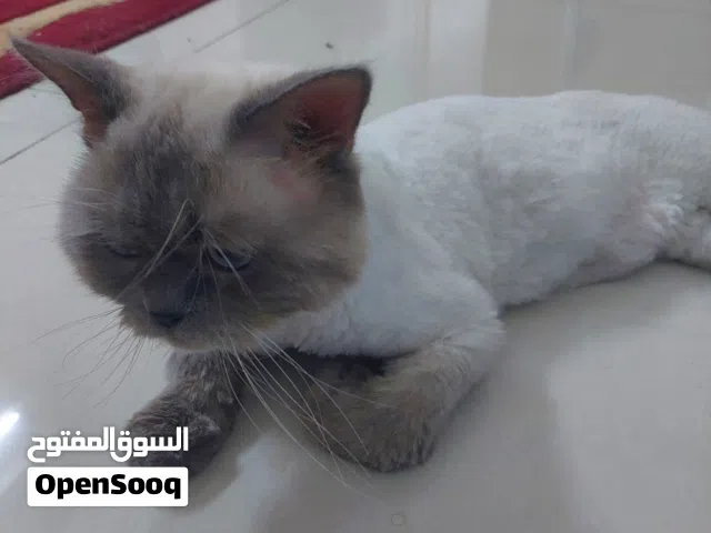 قطة هملايا مجانا  للتبني مع كامل اغراضها
