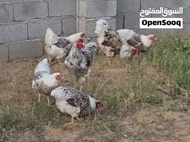 فلاليس ون دوت بركاني مفقصات طبيعي تحت عربية