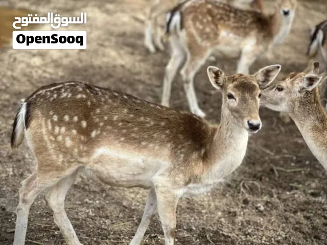 غزلان هولندي للبيع