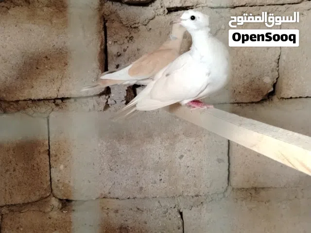 فاخت  كريمي