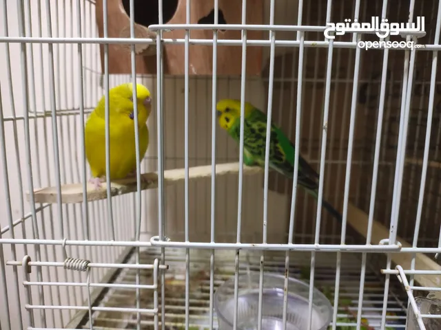 Breeding Budgies for Rehoming