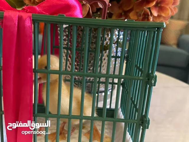 بط صغير للبيع