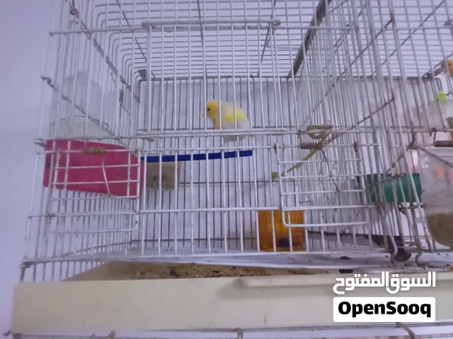 كناري اقره الوصف