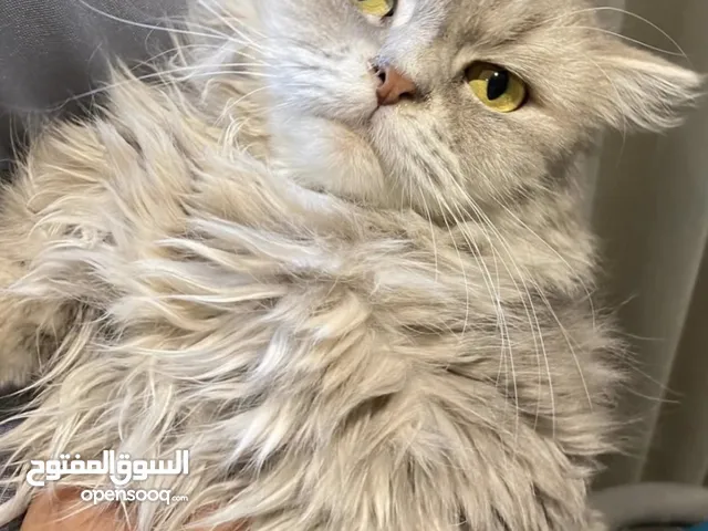 Flona is a rescued cat in urgent need for home. Cat for adoption