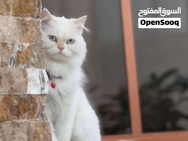 قطة شيرازيه