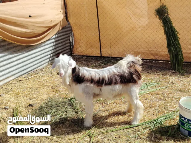 للبيع صخله عاقر سمين فل سمنه