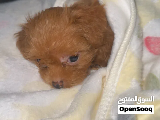 Maltipoo Female Puppy 2 Months Old – Vaccinated – Price Negotiable