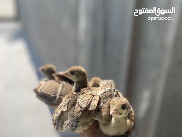 فلاليس طاوس للبيع ربي يبارك