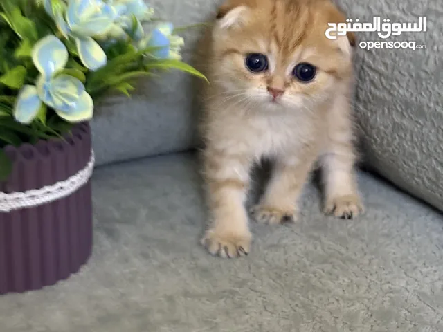 سكوتش فولد جولد ny12