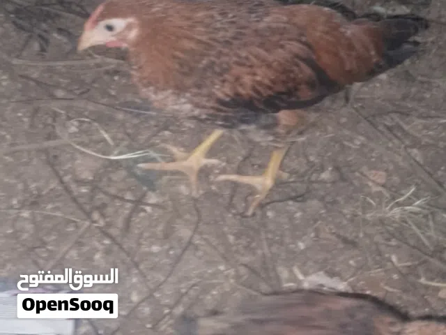 حوالي 150 فرخه وديك من شهرين لثلاث شهور
