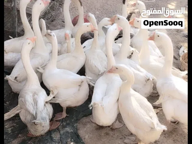 بط كوبرا الزوج 80 الف