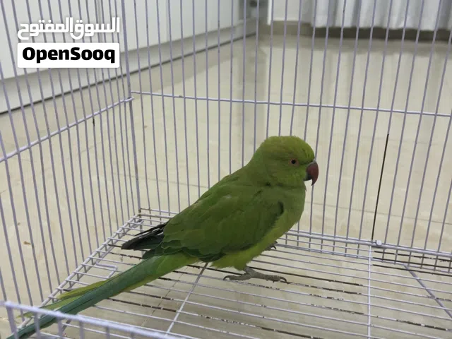 بابقاء دره اصحه مامتزه للبيع درهم 250