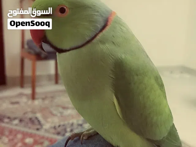 ببغاء الدرة المتكلم talking parrot
