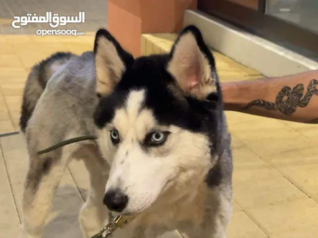 husky for sale (if you are serious about buying I’ll give a private price)
