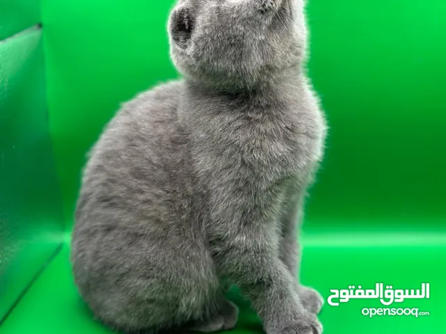 scottish Fold female