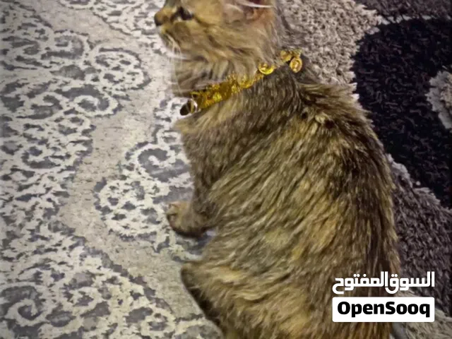 قط منزلي للبيع