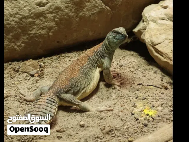 الظب.....،،،،،،،،،،،،