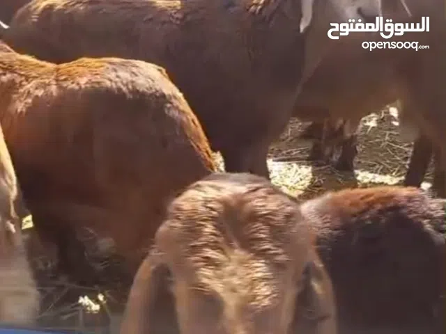 سواكن مرابي