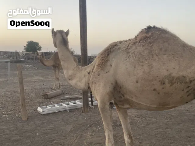 ناقه للبيع