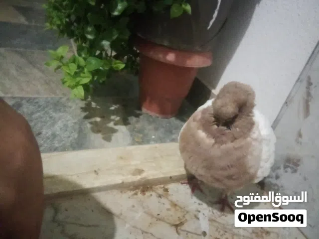 سلام عليكم حمام لبيع ذكر ميني مودينه و زوز فروخ شقلاب بلجيكي
