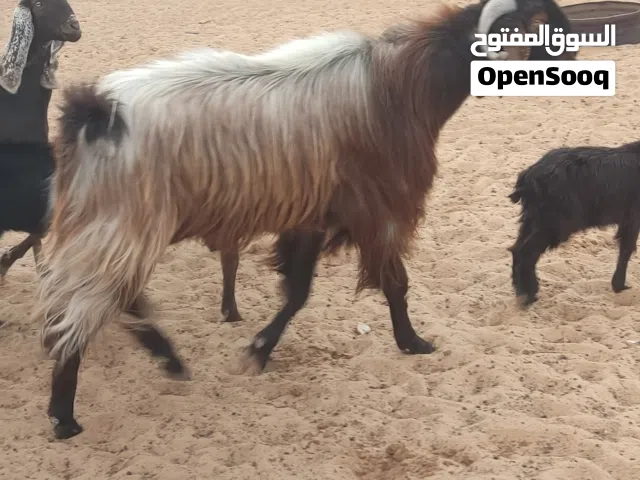 عثود للبيع
